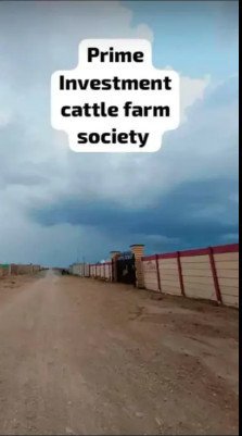 cattle-farm-goat-farm-dairy-farm-big-0