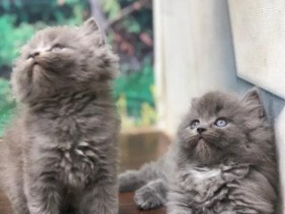cash-on-delivery-available-persian-punch-face-triple-coat-cat-kitten