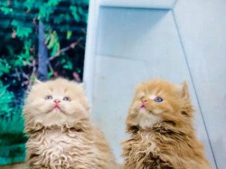 beautiful-persian-kittens