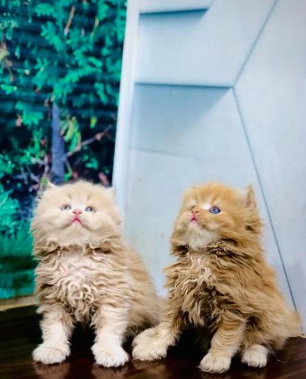 beautiful-persian-kittens-big-0